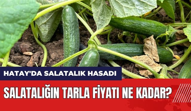 Hatay'da salatalık hasadı! Salatalığın tarla fiyatı ne kadar?