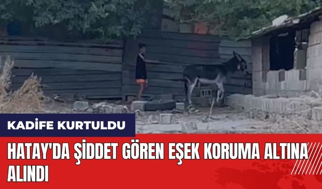 Hatay'da şiddet gören eşek koruma altına alındı