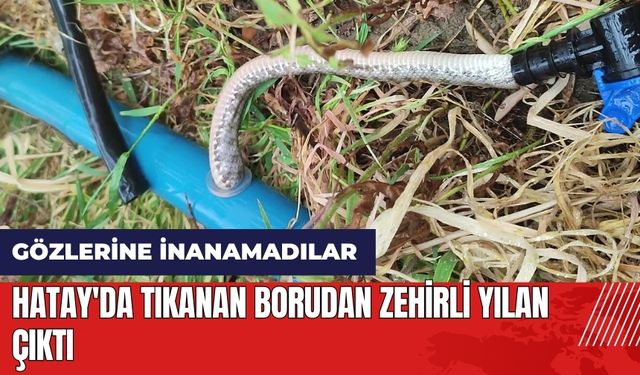 Hatay'da tıkanan borudan zehirli yılan çıktı