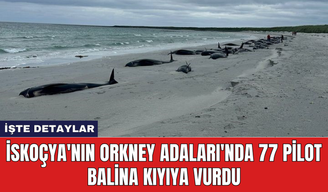 İskoçya'nın Orkney Adaları'nda 77 Pilot Balina kıyıya vurdu