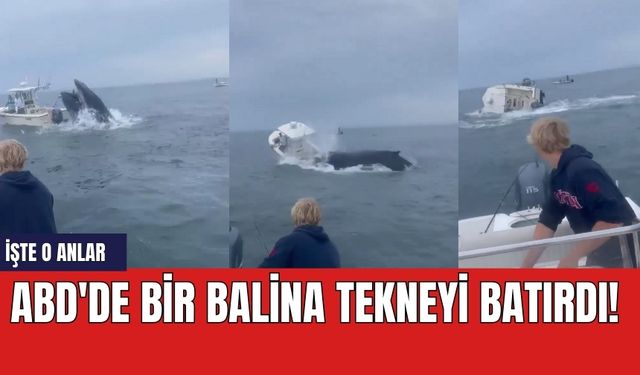 ABD'de bir balina tekneyi batırdı! İşte o anlar