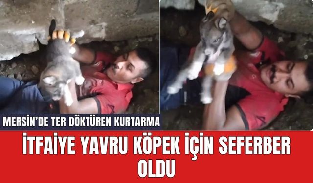 İtfaiye yavru köpek için seferber oldu