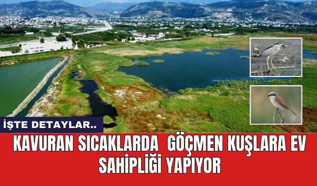 Kavuran sıcaklarda  göçmen kuşlara ev sahipliği yapıyor