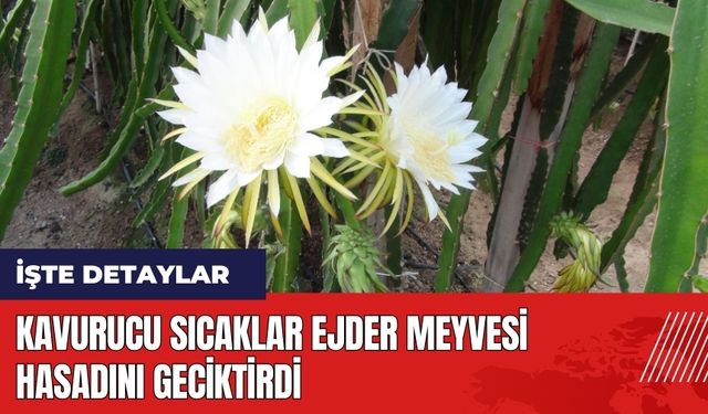 Kavurucu sıcaklar ejder meyvesi hasadını geciktirdi