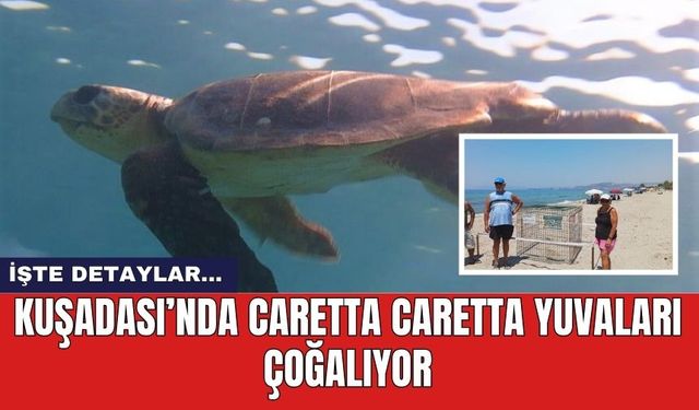 Kuşadası’nda Caretta Caretta yuvaları çoğalıyor