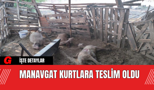 Manavgat Kurtlara Teslim Oldu