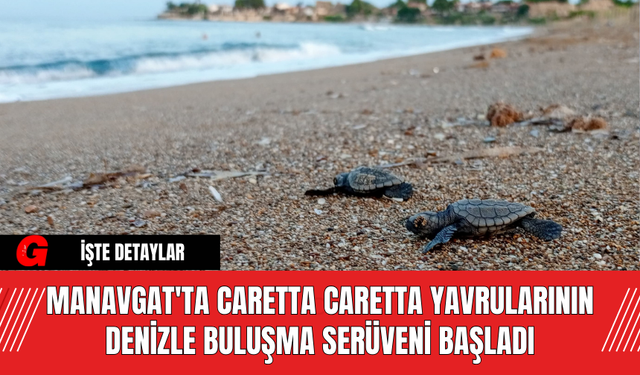 Manavgat'ta Caretta Caretta Yavrularının Denizle Buluşma Serüveni Başladı