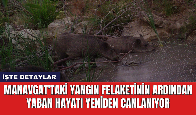 Manavgat'taki yangın felaketinin ardından yaban hayatı yeniden canlanıyor