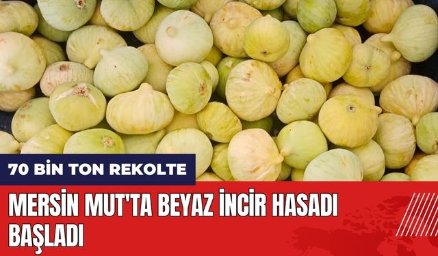 Mersin Mut'ta beyaz incir hasadı başladı