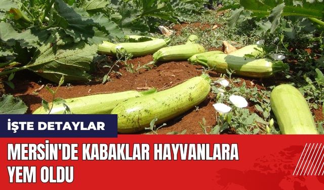 Mersin'de kabaklar hayvanlara yem oldu