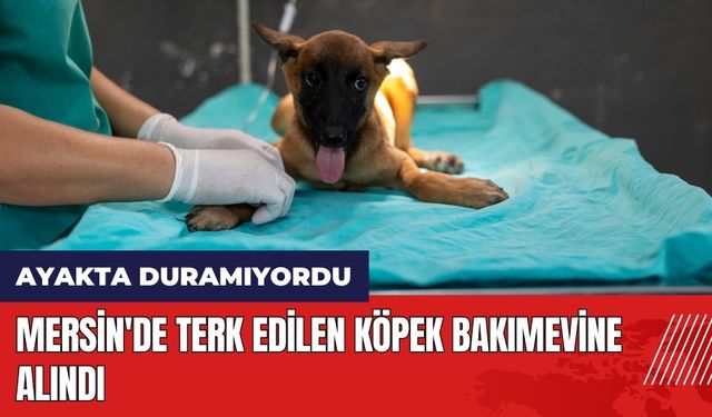 Mersin'de terk edilen köpek bakımevine alındı