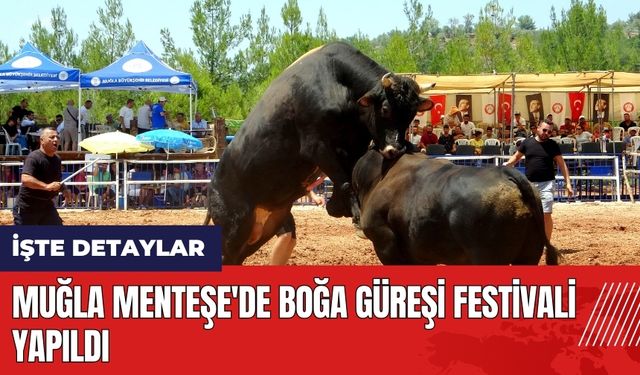 Muğla Menteşe'de Boğa Güreşi Festivali yapıldı