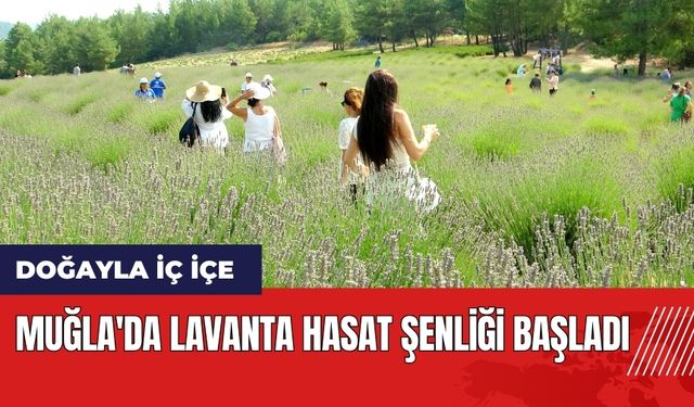 Muğla'da Lavanta Hasat Şenliği başladı