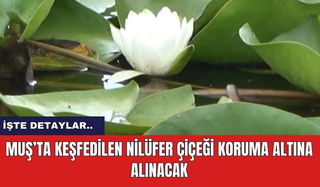 Muş’ta tespit edilen nilüferler koruma altına alınacak