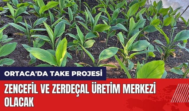 Ortaca'da TAKE projesi! Zencefil ve zerdeçal üretim merkezi olacak