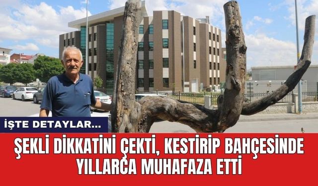 Şekli dikkatini çekti, kestirip bahçesinde yıllarca muhafaza etti