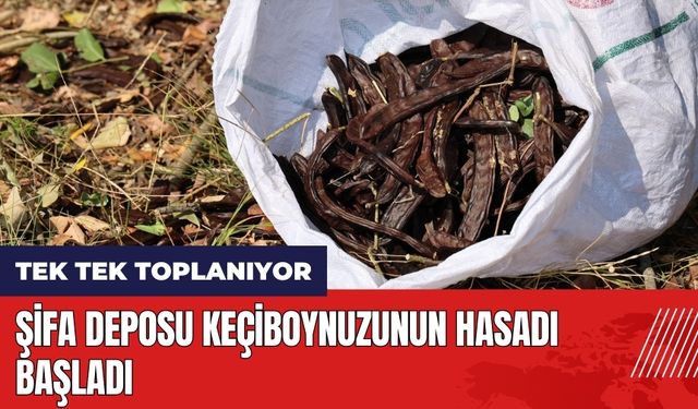 Şifa deposu keçiboynuzunun hasadı başladı