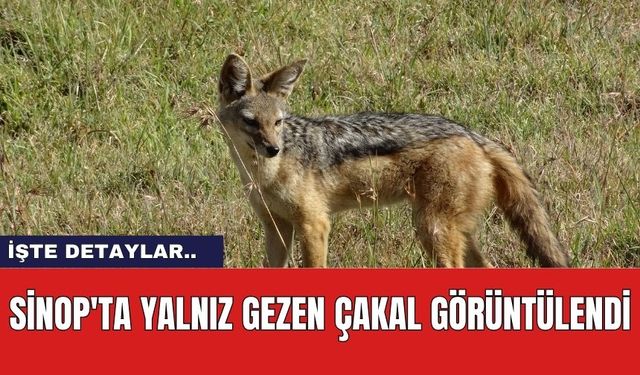 Sinop'ta Yalnız Gezen Çakal Görüntülendi