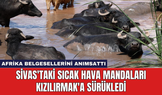 Sivas'taki sıcak hava mandaları Kızılırmak'a sürükledi