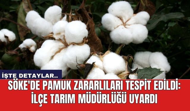 Söke'de Pamuk Zararlıları Tespit Edildi: İlçe Tarım Müdürlüğü Uyardı