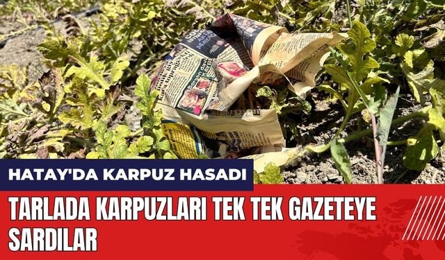 Tarlada karpuzları tek tek gazeteye sardı