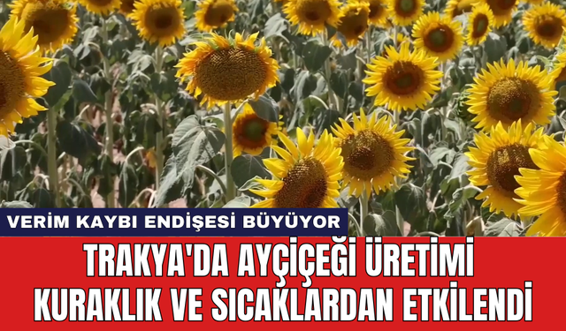 Trakya'da ayçiçeği üretimi kuraklık ve sıcaklardan etkilendi