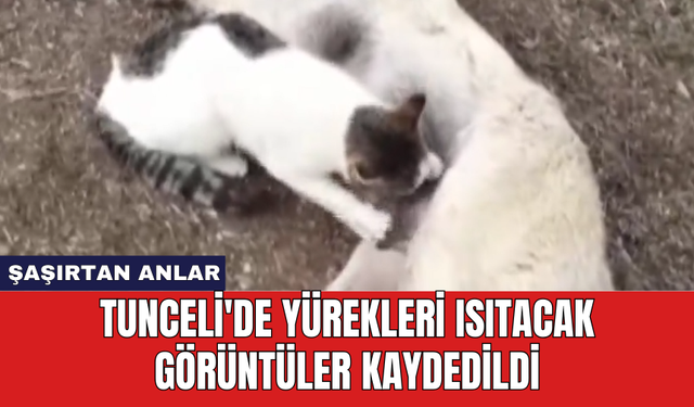 Tunceli'de yürekleri ısıtacak görüntüler kaydedildi