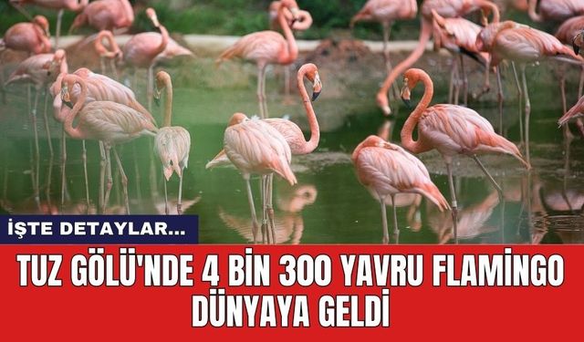 Tuz Gölü'nde 4 Bin 300 yavru flamingo Dünyaya geldi