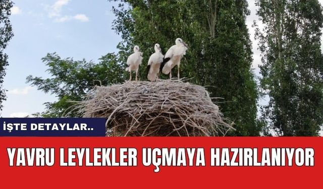 Yavru leylekler uçmaya hazırlanıyor