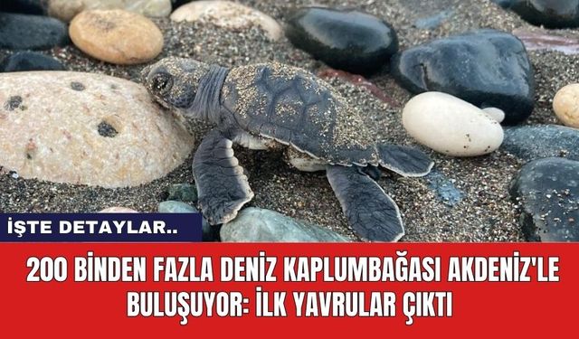 200 Binden fazla deniz kaplumbağası Akdeniz'le buluşuyor: İlk yavrular çıktı