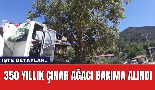 350 yıllık çınar ağacı bakıma alındı