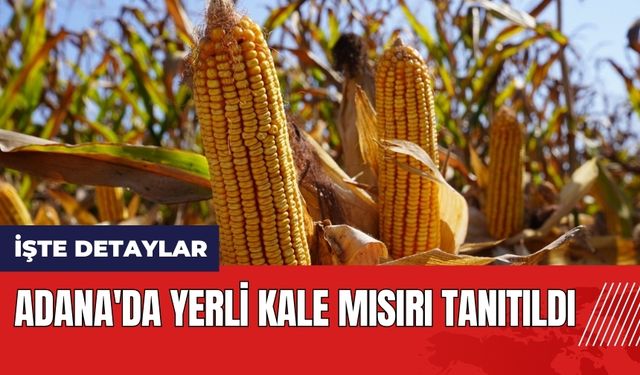 Adana'da yerli kale mısırı tanıtıldı