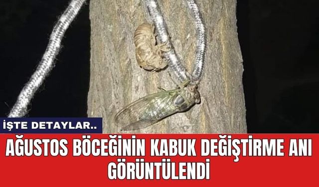 Ağustos böceğinin kabuk değiştirme anı görüntülendi