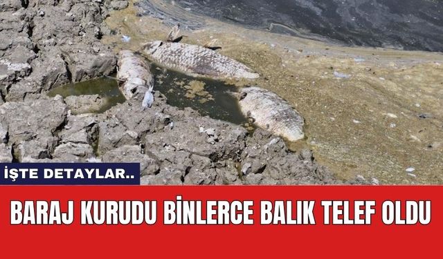 Baraj kurudu binlerce balık telef oldu