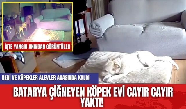 Batarya çiğneyen köpek evi yaktı! İşte o anlar