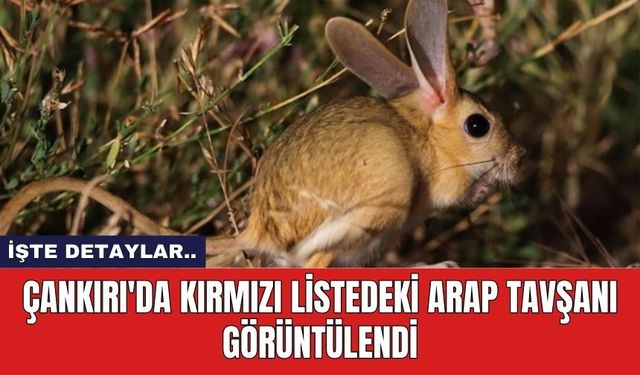 Çankırı'da Kırmızı Listedeki Arap Tavşanı Görüntülendi