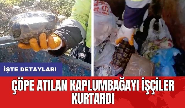 Çöpe atılan kaplumbağayı işçiler kurtardı