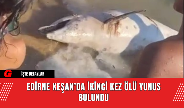 Edirne Keşan’da İkinci Kez Ölü Yunus Bulundu