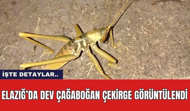 Elazığ’da Dev Çağaboğan Çekirge Görüntülendi