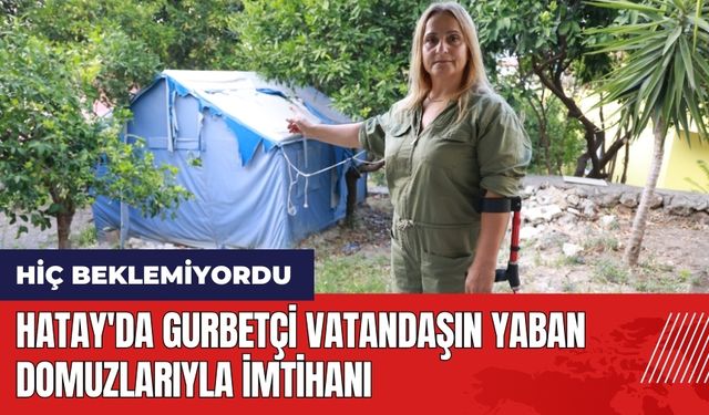 Hatay'da gurbetçi vatandaşın yaban domuzlarıyla imtihanı