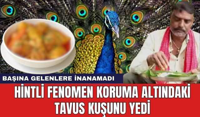 Hintli fenomen koruma altındaki tavus kuşunu yedi! Başına gelenlere inanamadı