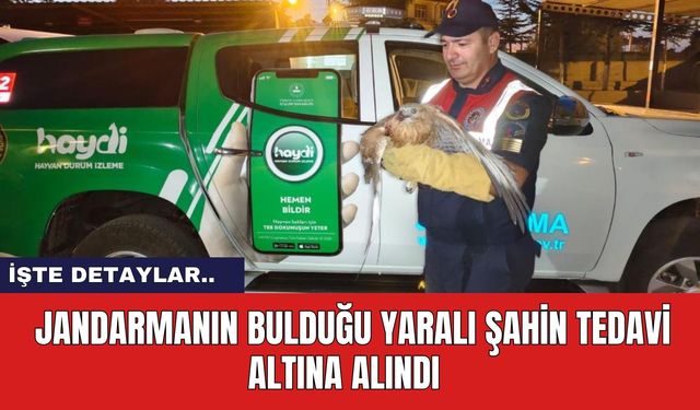 Jandarmanın Bulduğu Yaralı Şahin Tedavi Altına Alındı