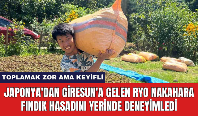 Japonya'dan Giresun'a gelen Ryo Nakahara fındık hasadını yerinde deneyimledi