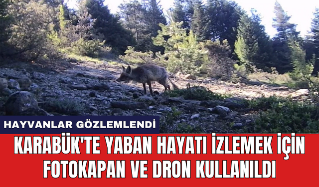 Karabük'te yaban hayatı izlemek için fotokapan ve dron kullanıldı