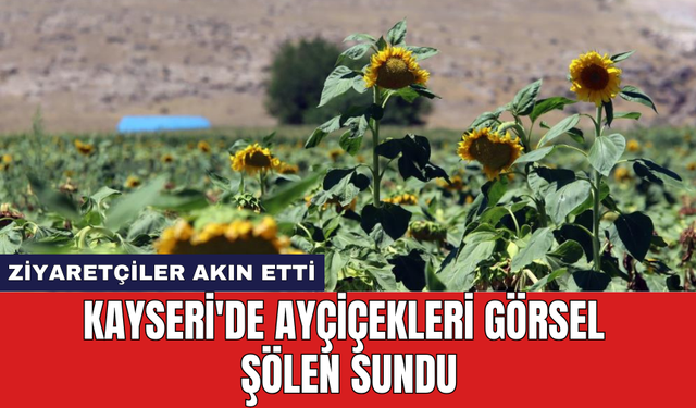 Kayseri'de ayçiçekleri görsel şölen sundu