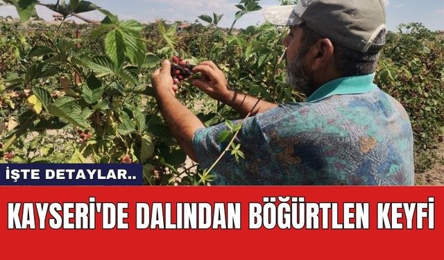 Kayseri'de Dalından Böğürtlen Keyfi