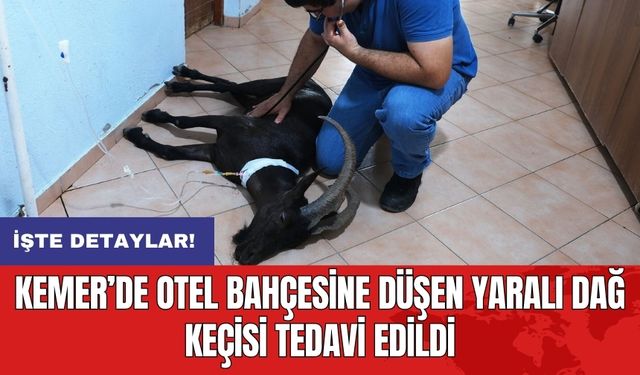 Kemer’de otel bahçesine düşen yaralı dağ keçisi tedavi edildi