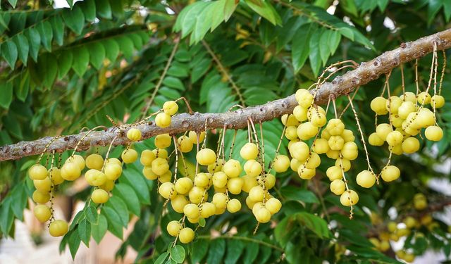 Longan nedir? Ejderha gözü ne işe yarar? Kedi gözü neye iyi gelir?