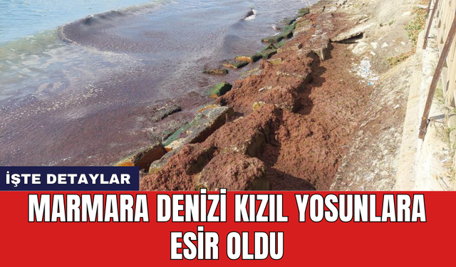 Marmara Denizi kızıl yosunlara esir oldu