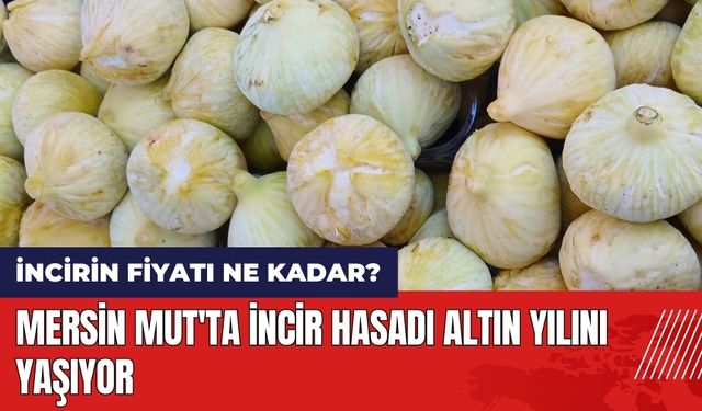 Mersin Mut'ta incir hasadı altın yılını yaşıyor